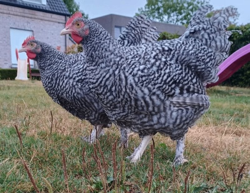 mechelse koekoek haan/hanen te koop, Dieren en Toebehoren, Pluimvee, Mannelijk, Kip
