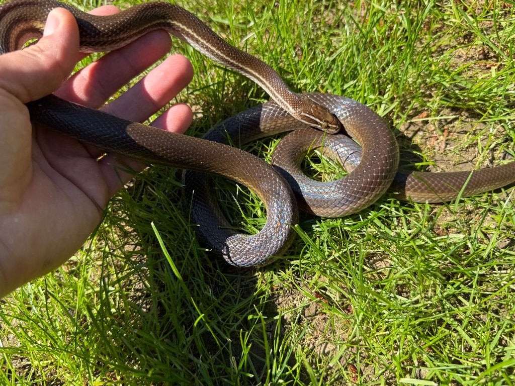 1.0 Boaedon Lineatus, Serpent, Avec terrarium, 3 à 6 ans