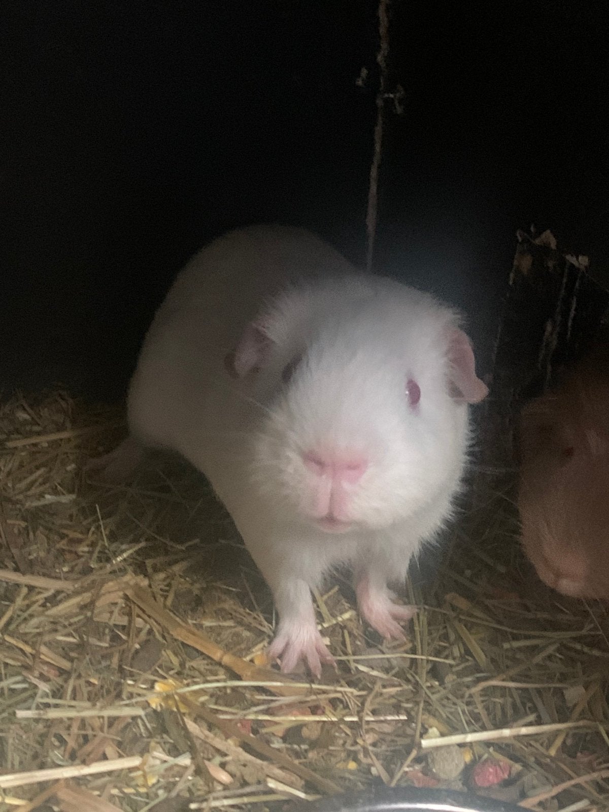 Cavia’s wegens stopzetting rassen zeugjes/Beertjes, Mars, Domestique, Plusieurs animaux, Cobaye