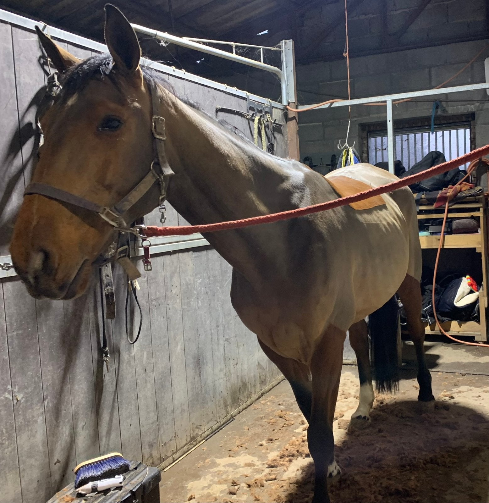 Scheren van paard en pony aan huis, Dieren en Toebehoren, Meerdere dieren, Niet van toepassing