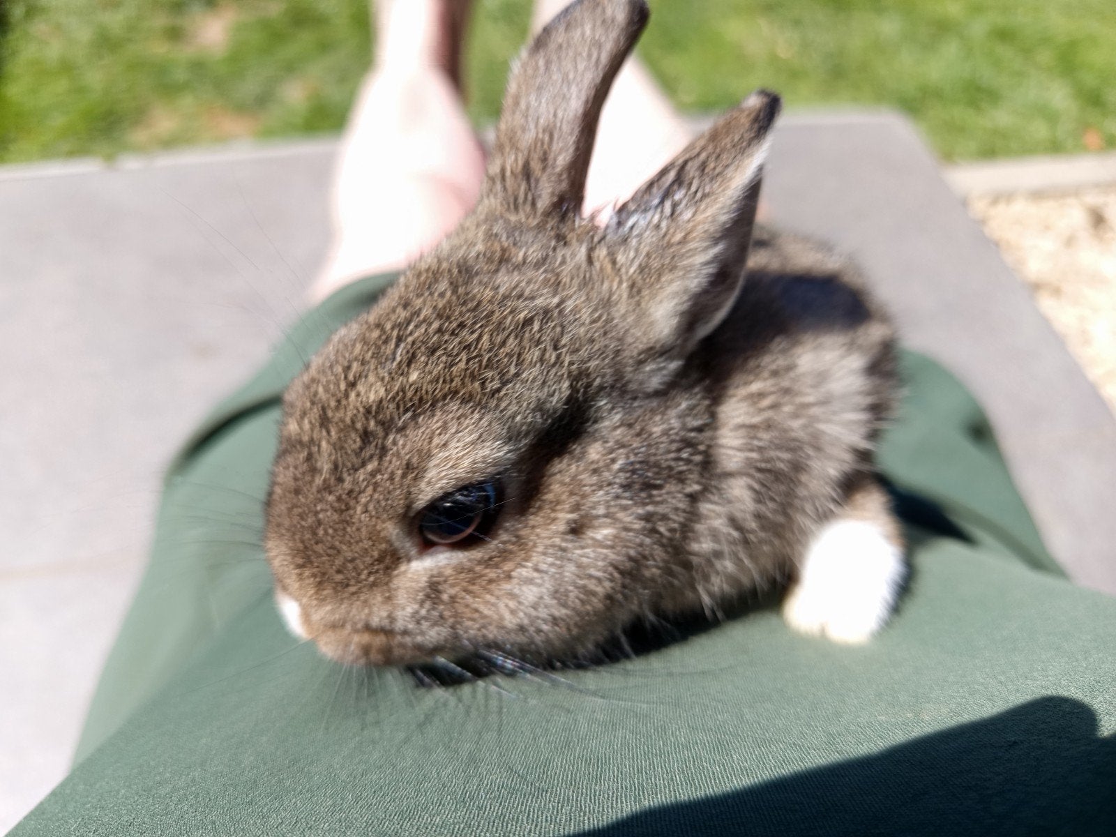 Lapin nain