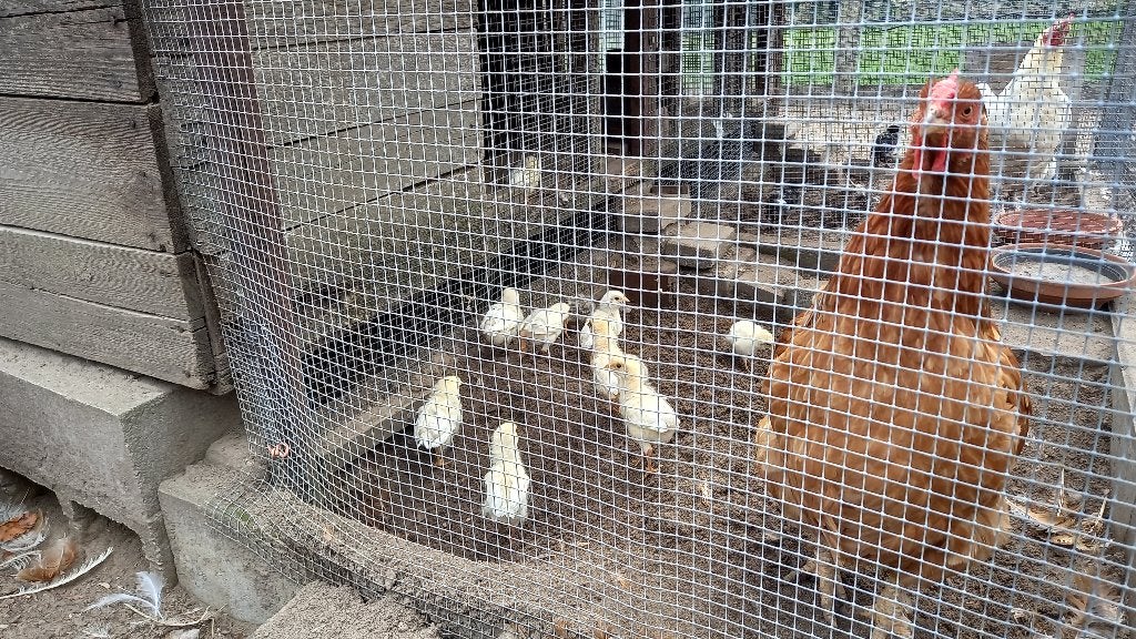 Kip met 10 kuikentjes., Kip
