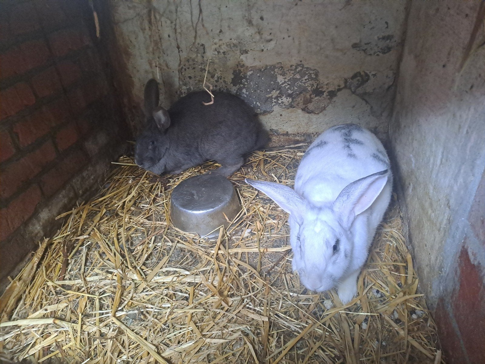 Vlaamse reus, Dieren en Toebehoren, April, Vrouwelijk, Tam