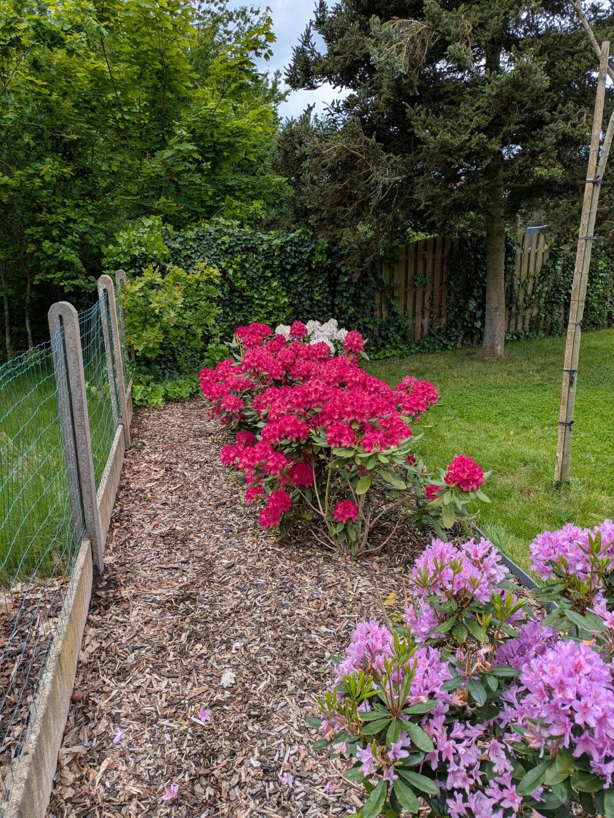 Verschillende soorten rhododendron in volle grond, Ophalen, Rhododendron, Struik, 100 tot 250 cm