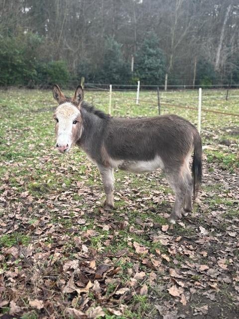 Goedgekeurde dekhengsten te koop Mini-ezel, Hengst