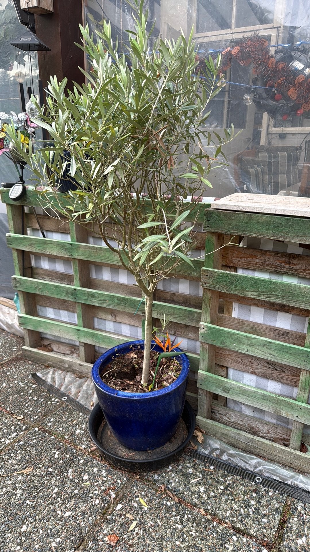 blauwe grote poot met olijfboom, Ophalen, Olijfboom
