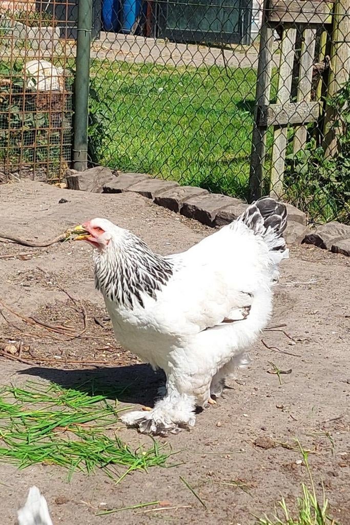 Brahma hen en 2 marans hennen