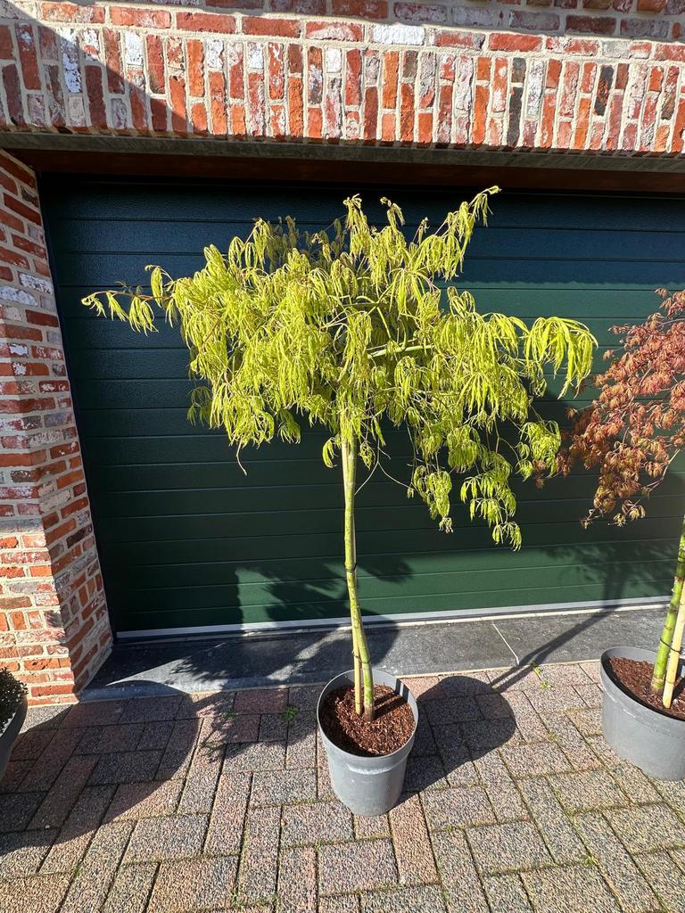 Japanse esdoorn –mooie basis voor liefhebber (Acer palmatum), Tuin en Terras, Ophalen, In pot