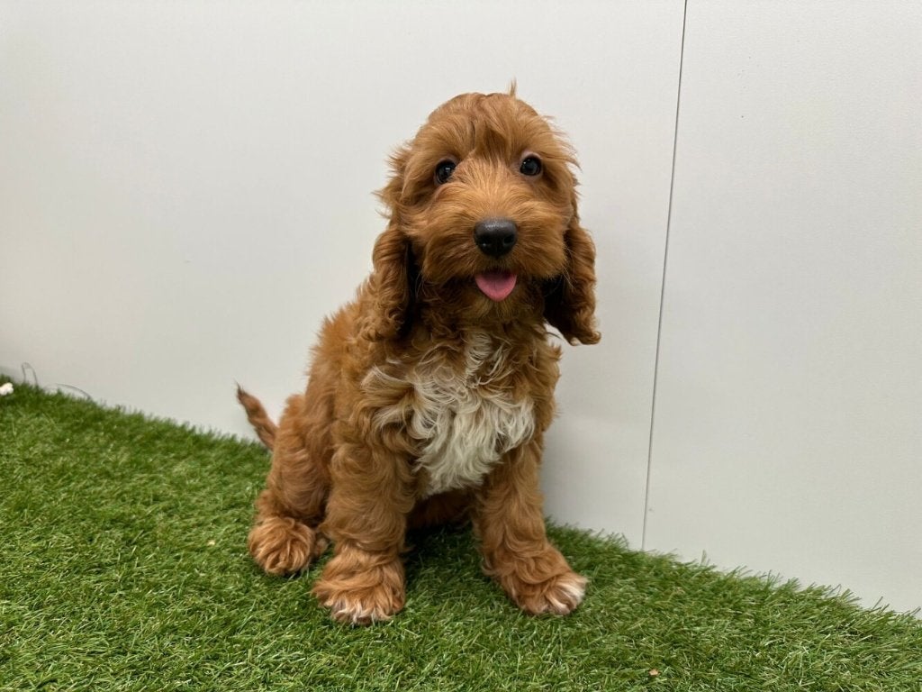 Cockapoo pups (F1)