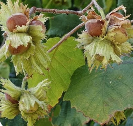 noisetier, Jardin & Terrasse, Plantes | Arbres, Enlèvement