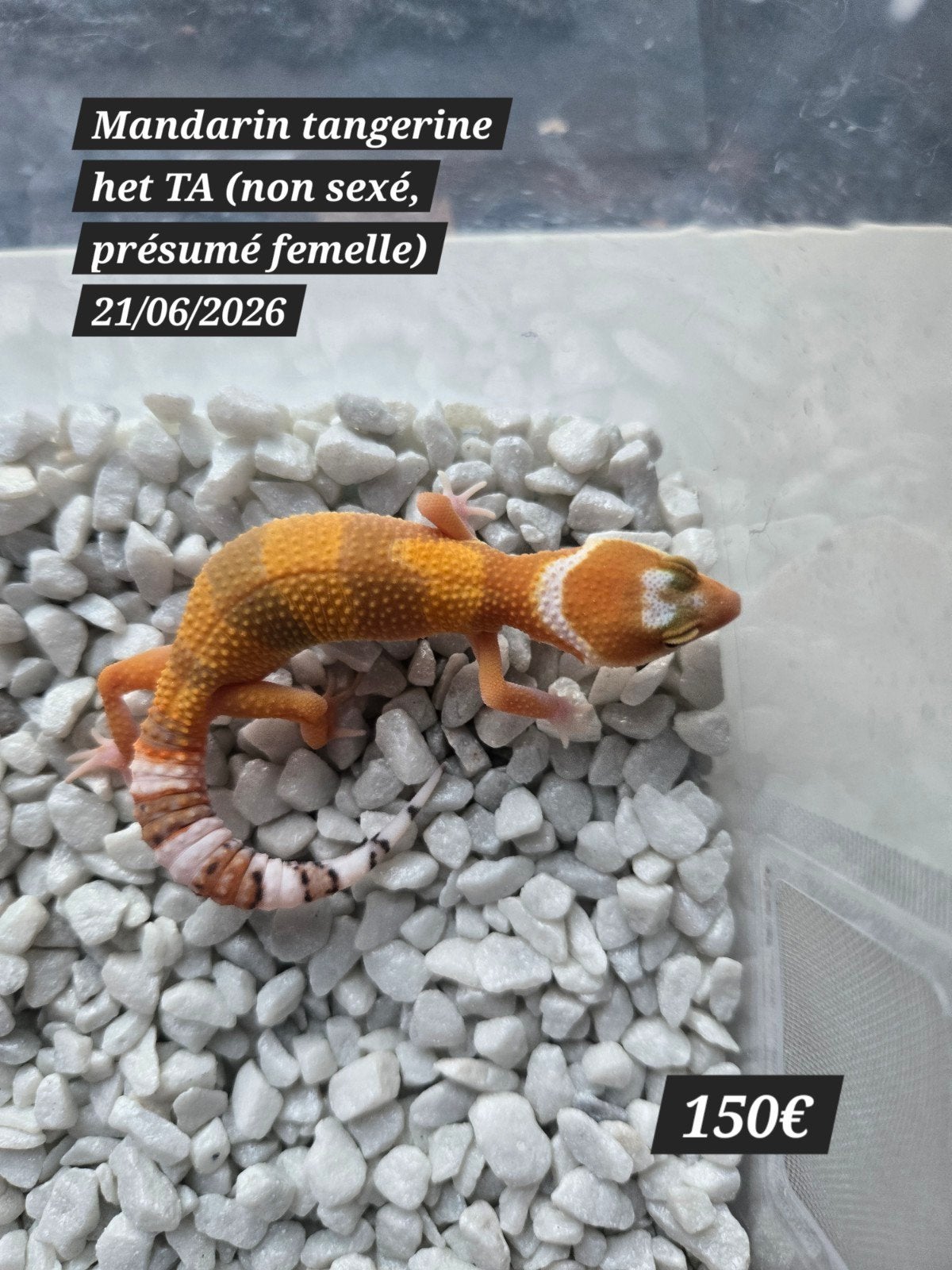 Jeune gecko léopard Mandarin Tangerine het Tremper Albino, Animaux & Accessoires, Reptiles & Amphibiens