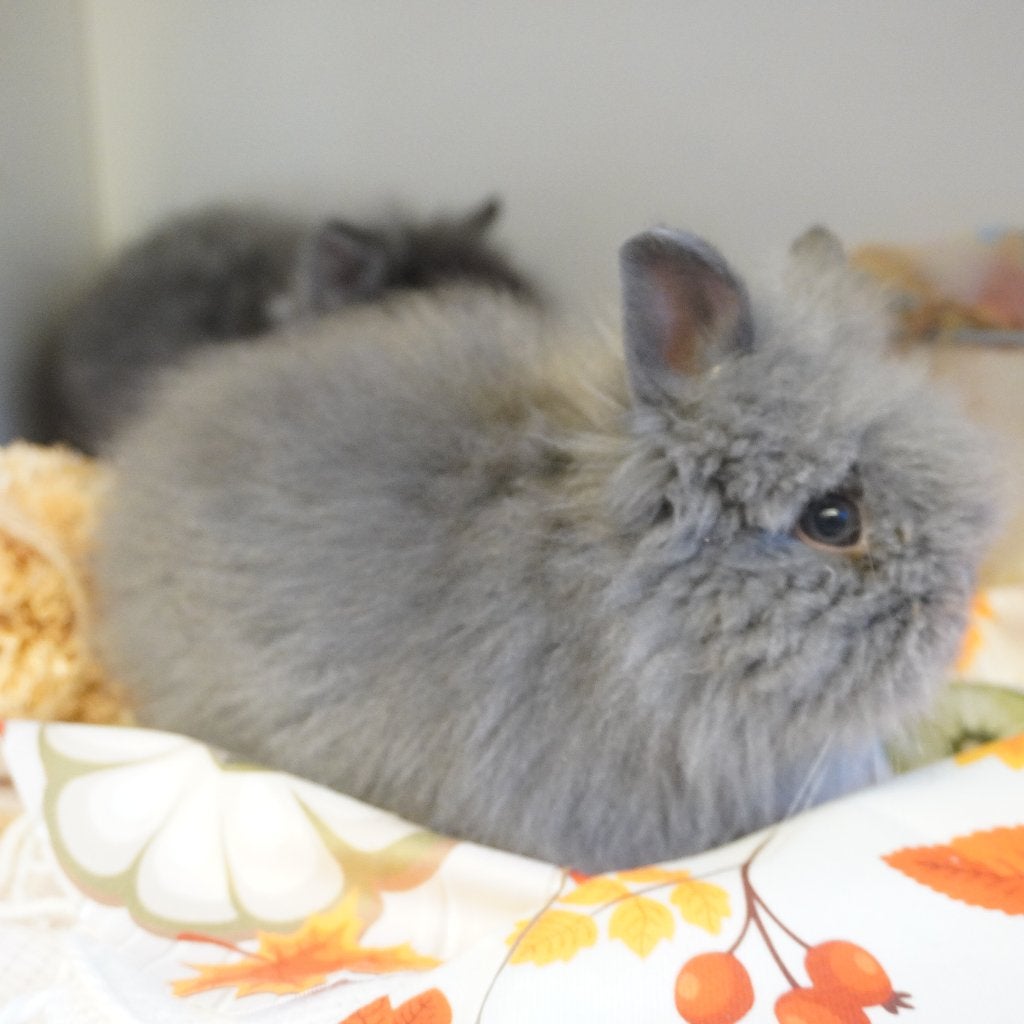 nain de couleur angora, Animaux & Accessoires, Sexe inconnu, Nain, 0 à 2 ans