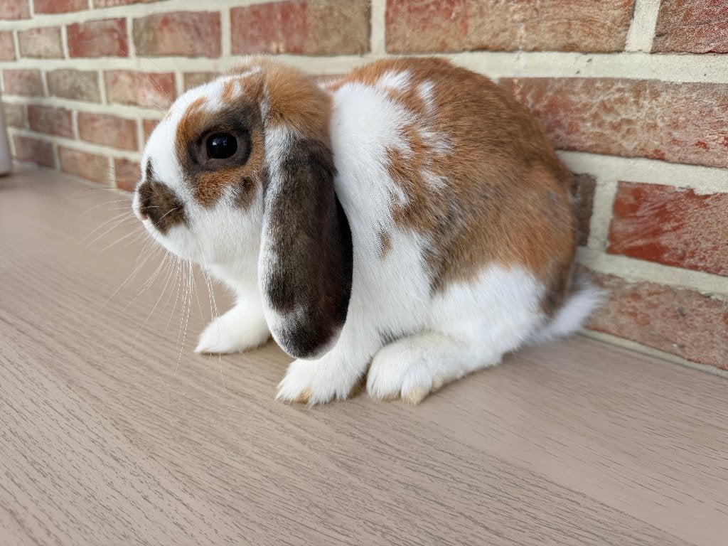 Lapin Minilop cherche une nouvelle maison, Animaux & Accessoires, Mâle, Taille moyenne, Oreilles tombantes, 0 à 2 ans