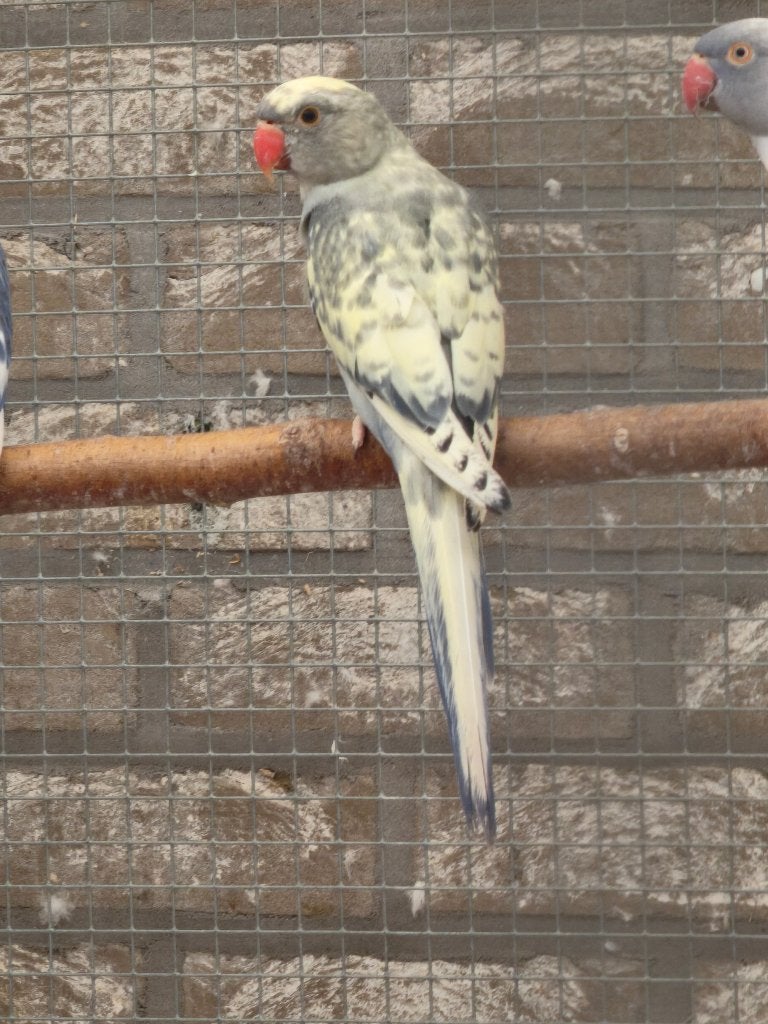 Perruche a collier, Dieren en Toebehoren, Meerdere dieren, Parkiet, Geringd