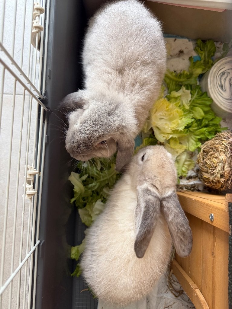 Lapin à donner, Animaux & Accessoires, Enlèvement, Neuf, Autres types