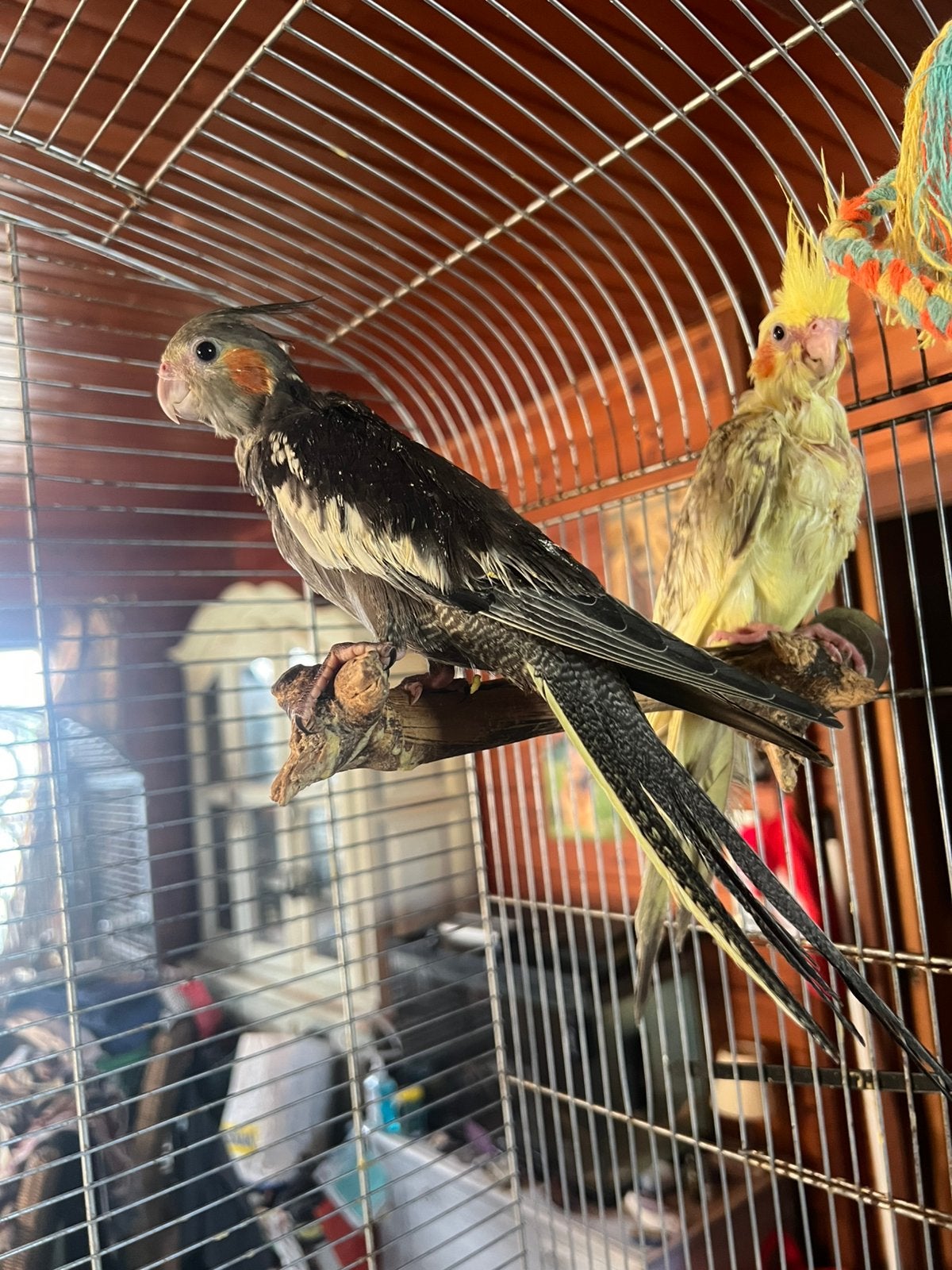 Calopsittes, Animaux & Accessoires, Oiseaux | Perruches & Perroquets, Perruche, Plusieurs animaux, Domestique