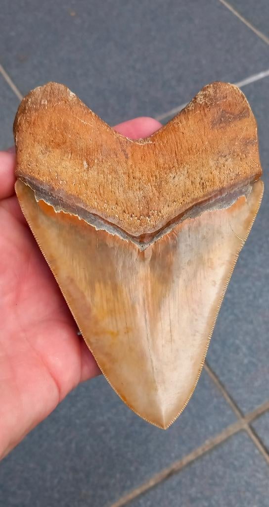 Megalodon haaientand 14 cm fossielen, Verzamelen, Ophalen of Verzenden, Fossiel