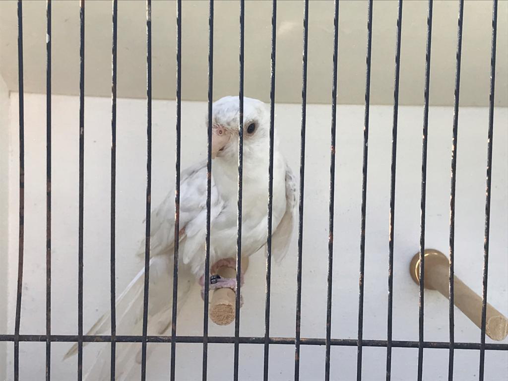 Witte man Rosella