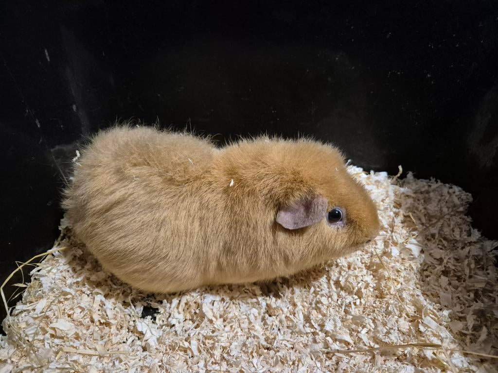 Mooie lieve creme US TEDDY beer, Cavia, Mannelijk, Mei, Tam