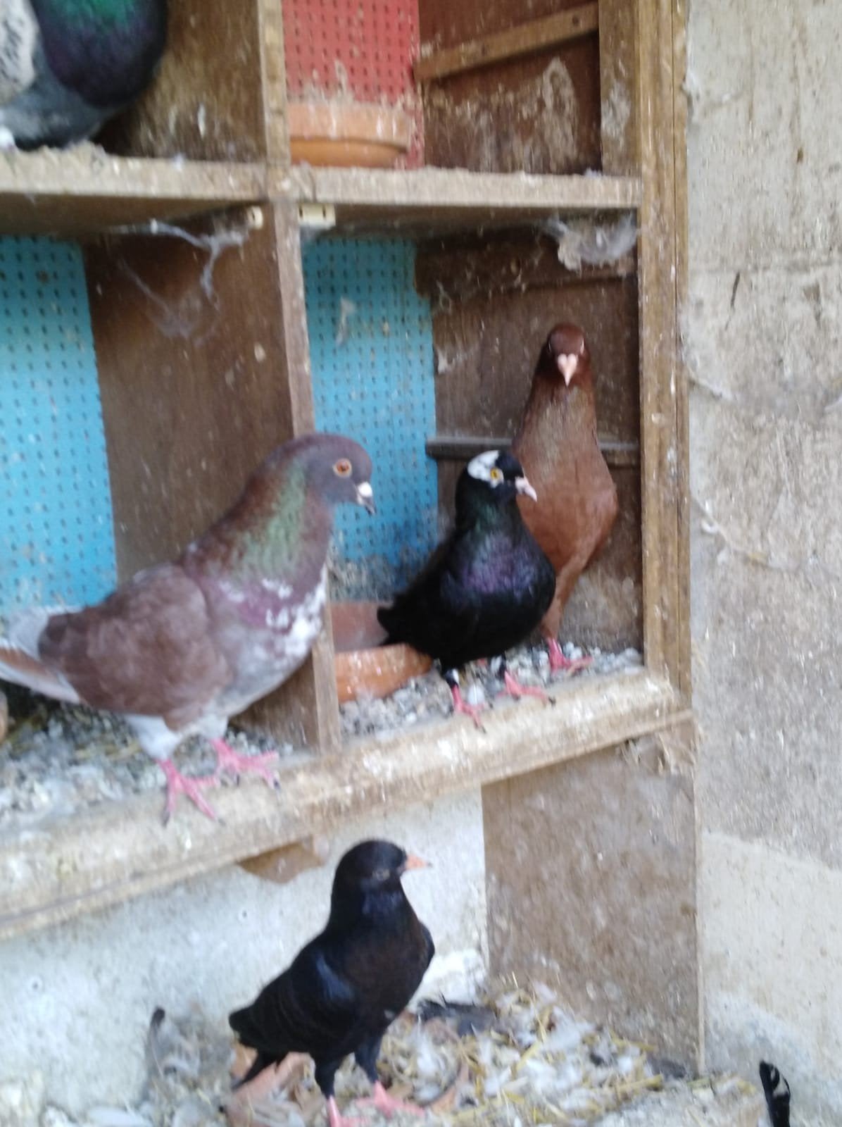Zware doffers, Dieren en Toebehoren, Vogels | Duiven
