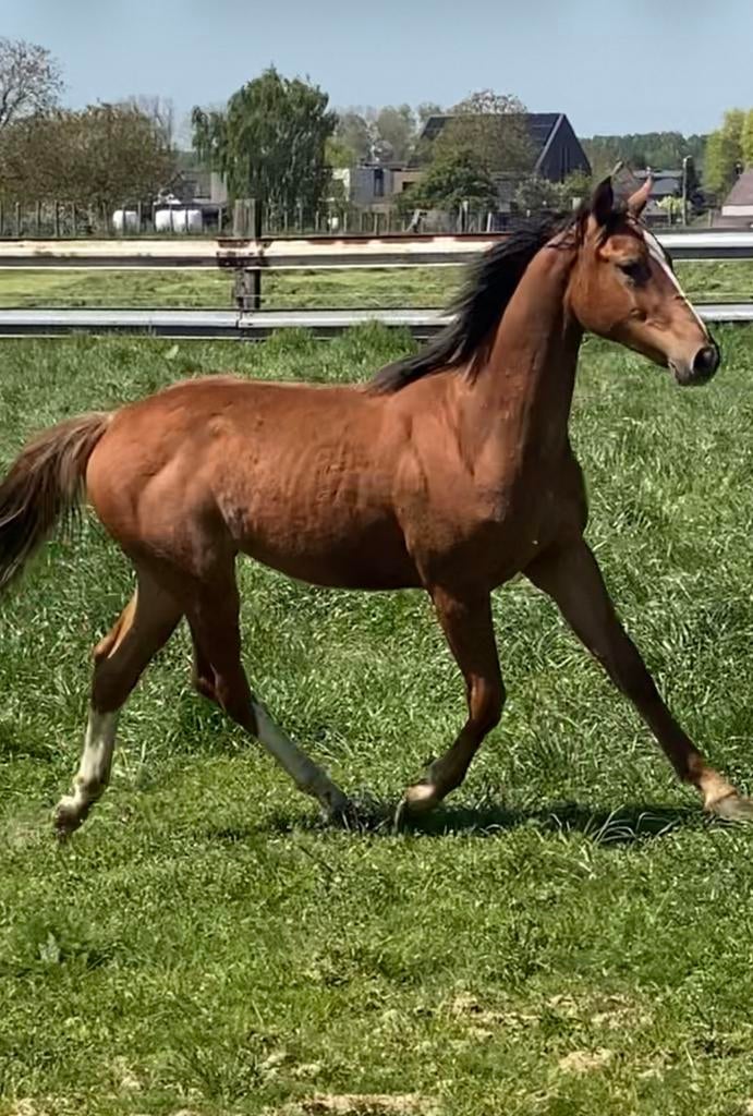 Jaarling merrie springen, Dieren en Toebehoren, Paarden, Merrie, Z