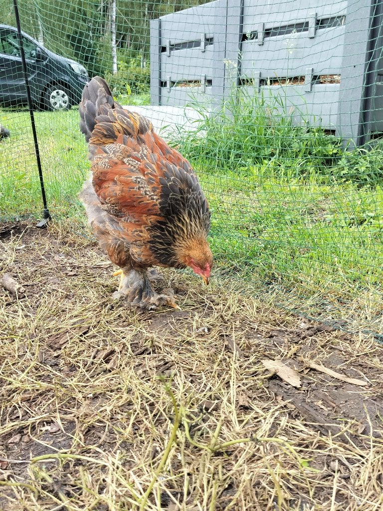 Brahma goudpatrijs haan, Dieren en Toebehoren, Pluimvee