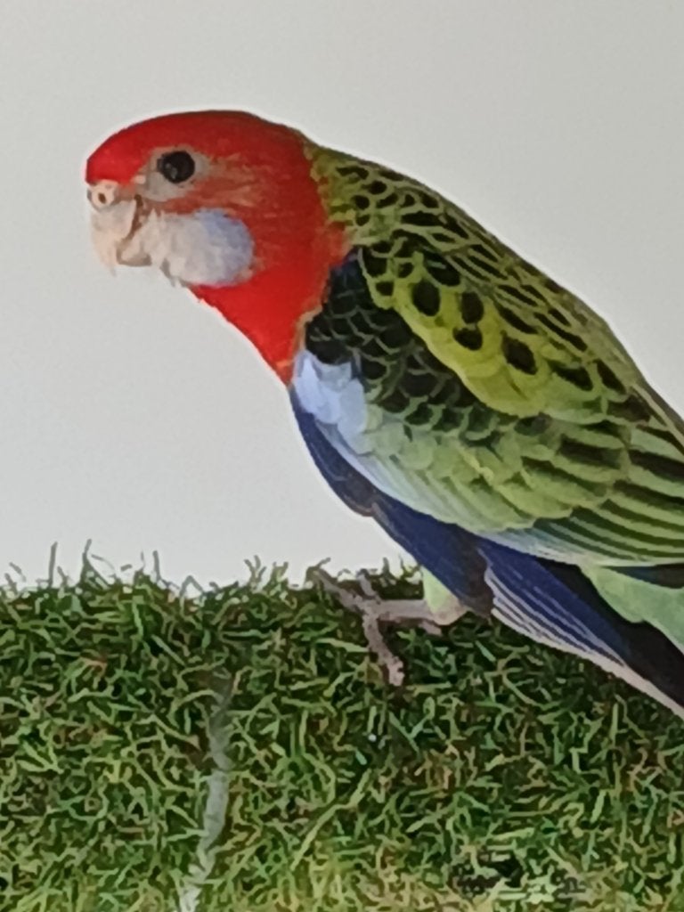 parkieten & rosella parkieten ( prachtrosella koppel 2026 ), Plusieurs animaux, Perruche, Bagué
