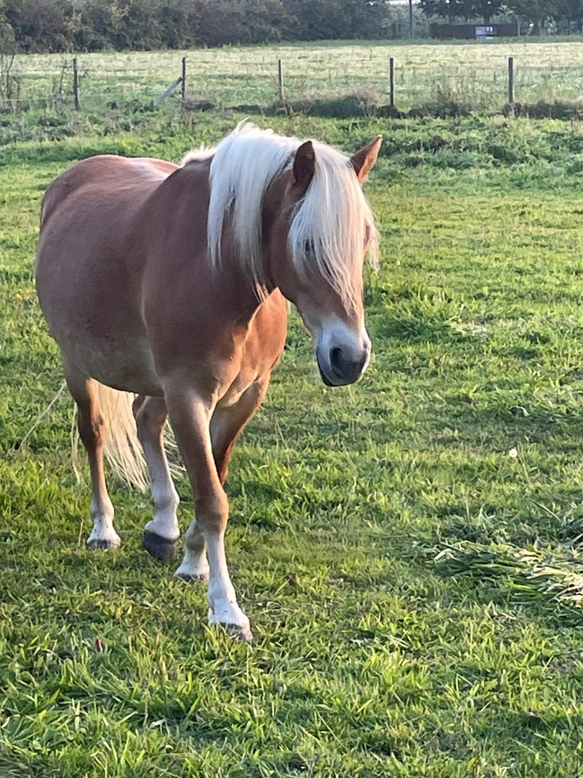 Liz Monet haflinger dochter drachtig van Liz Steini, Jument