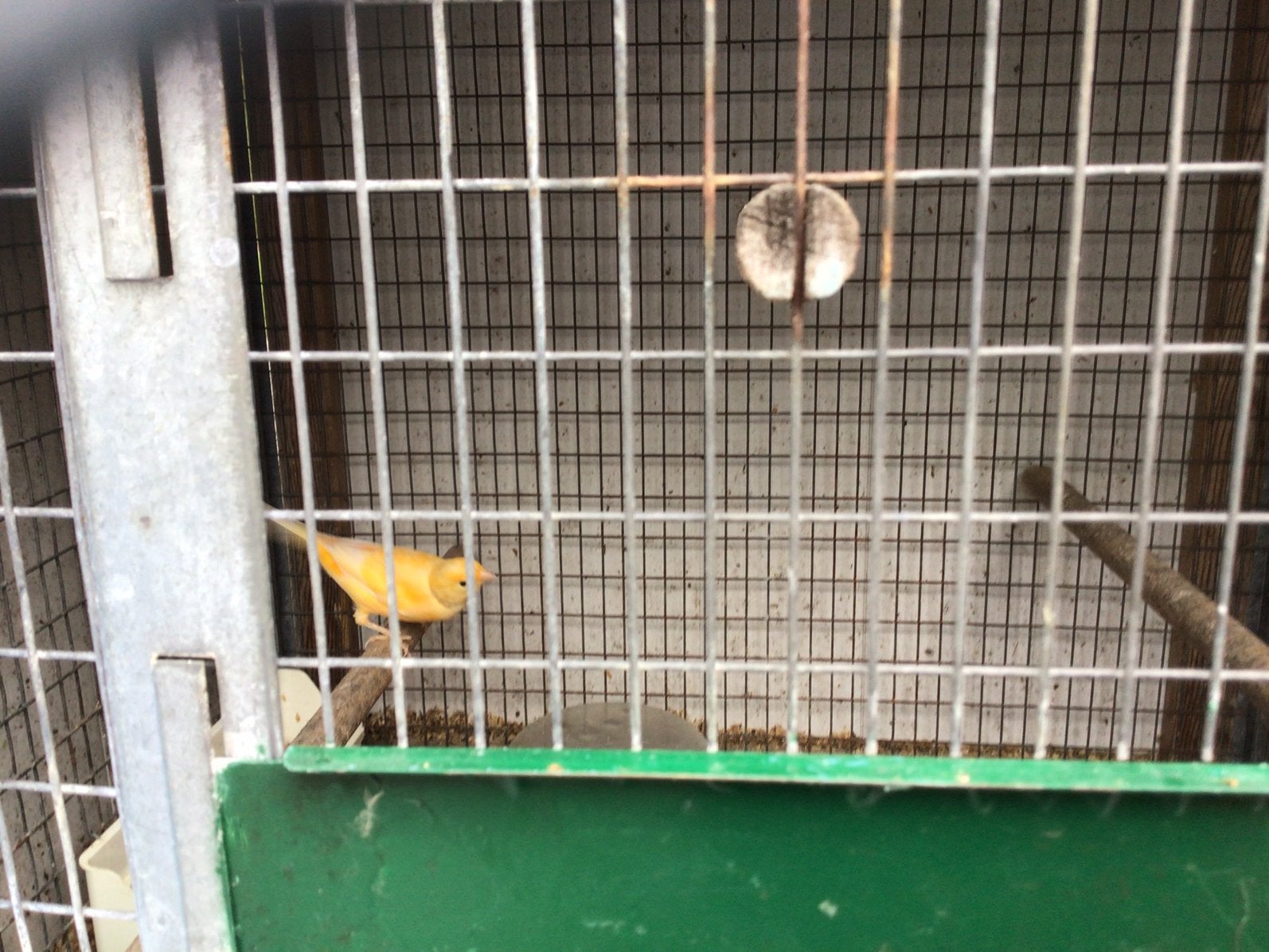 Kanaries, Dieren en Toebehoren, Vogels | Kanaries