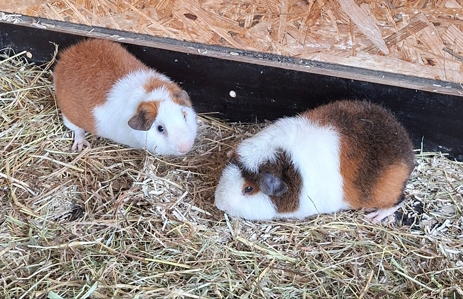 us teddy cavia. cavia's, Dieren en Toebehoren, Juli, Cavia