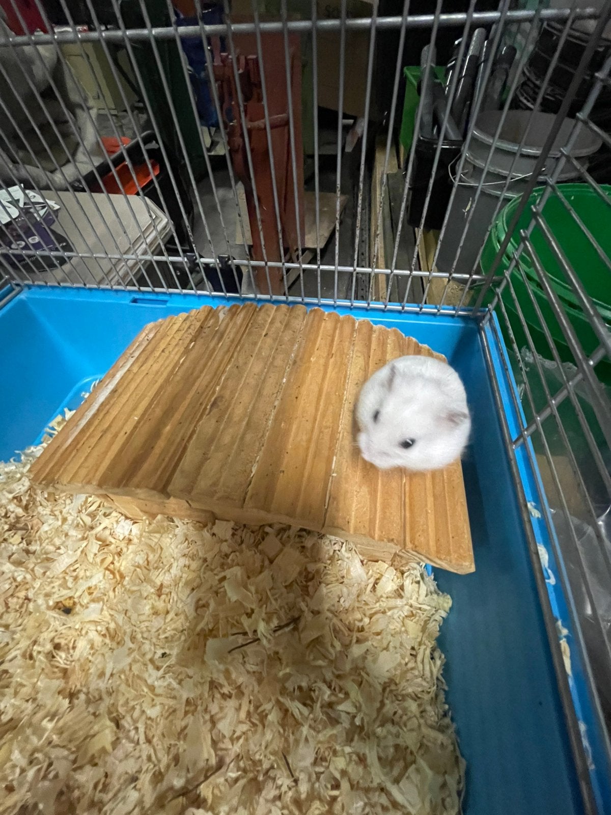 Campbelli dwerghamster, Animaux & Accessoires, Hamster, Août, Domestique, Plusieurs animaux