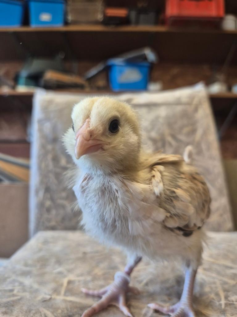 Couches bleues, ameraucana, Mars