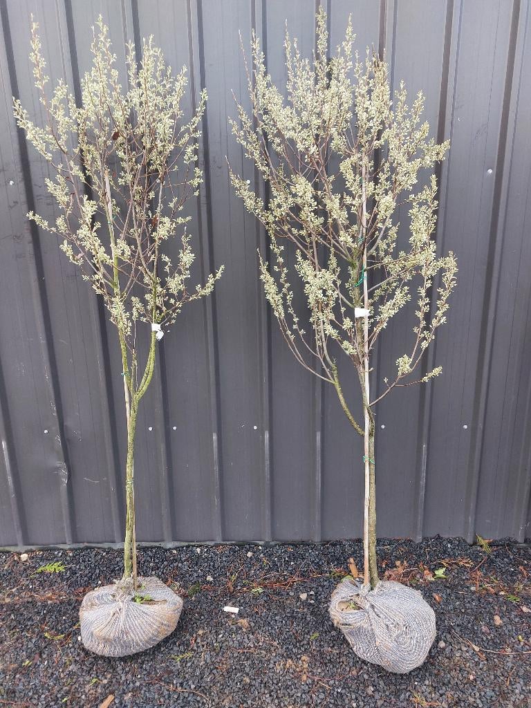 Amelanchier ´Glenform ´ / krentenboompje, Lente, 100 tot 250 cm, Zuilboom, Ophalen