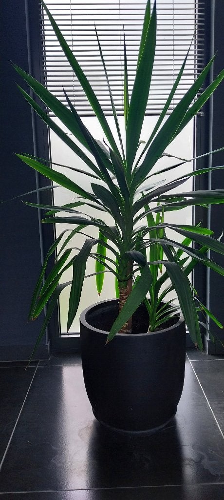 Yucca kamerplant 1m60, Maison & Meubles, Enlèvement, Yucca, En pot, 150 à 200 cm