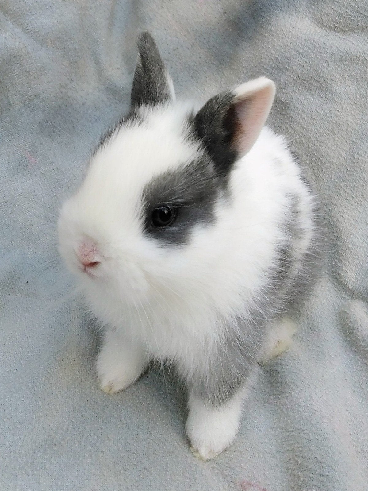 Dwergkonijntje !!!, Dieren en Toebehoren, Konijnen, Mannelijk, Klein