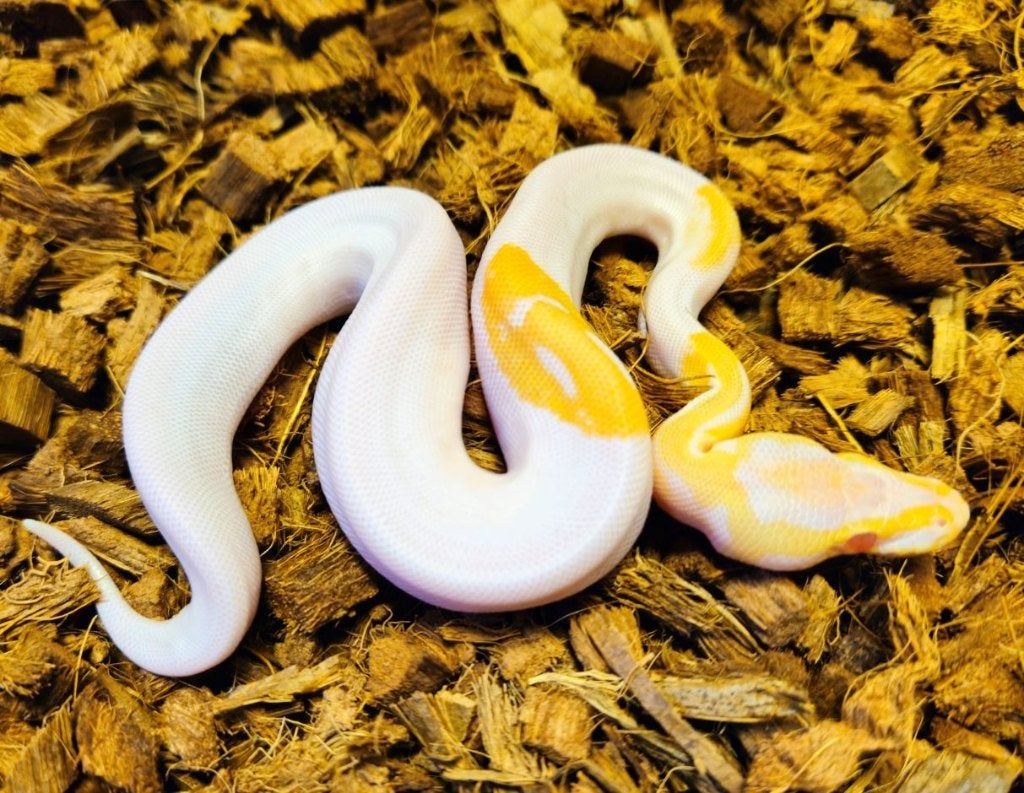 Diverse (Leopard Pastel) Albino Pied 2026, Dieren en Toebehoren, Slang, 0 tot 2 jaar