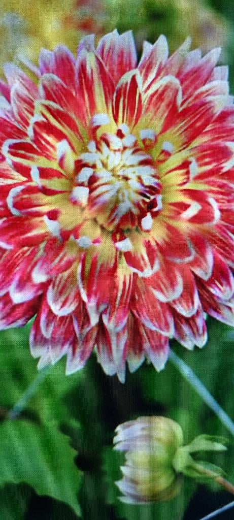 Dahlia akita, Ophalen of Verzenden, Voorjaar, Volle zon, Bloembol