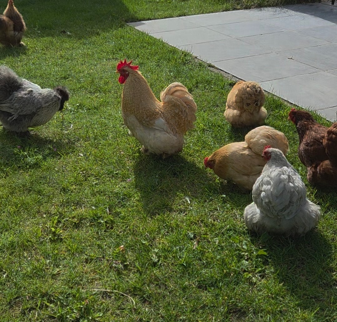 Cochin haan, Dieren en Toebehoren, Pluimvee