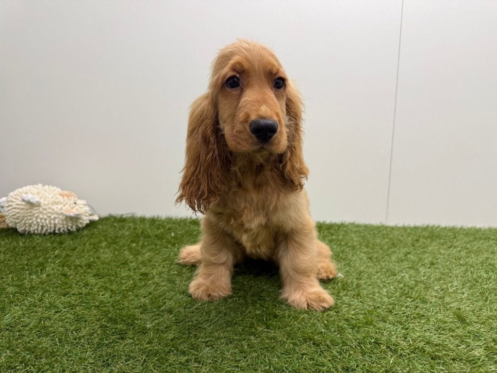 Engelse Cocker Spaniel pups, Dieren en Toebehoren, België, 8 tot 15 weken, CDV (hondenziekte), Meerdere
