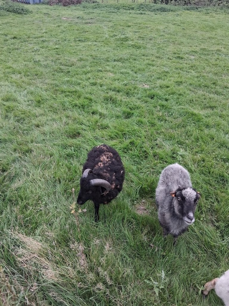 Ouessant ram, Dieren en Toebehoren, Mannelijk, Schaap, 0 tot 2 jaar