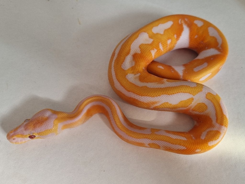 1.0 black head dreamsicle koningspython Ball Python photo 4