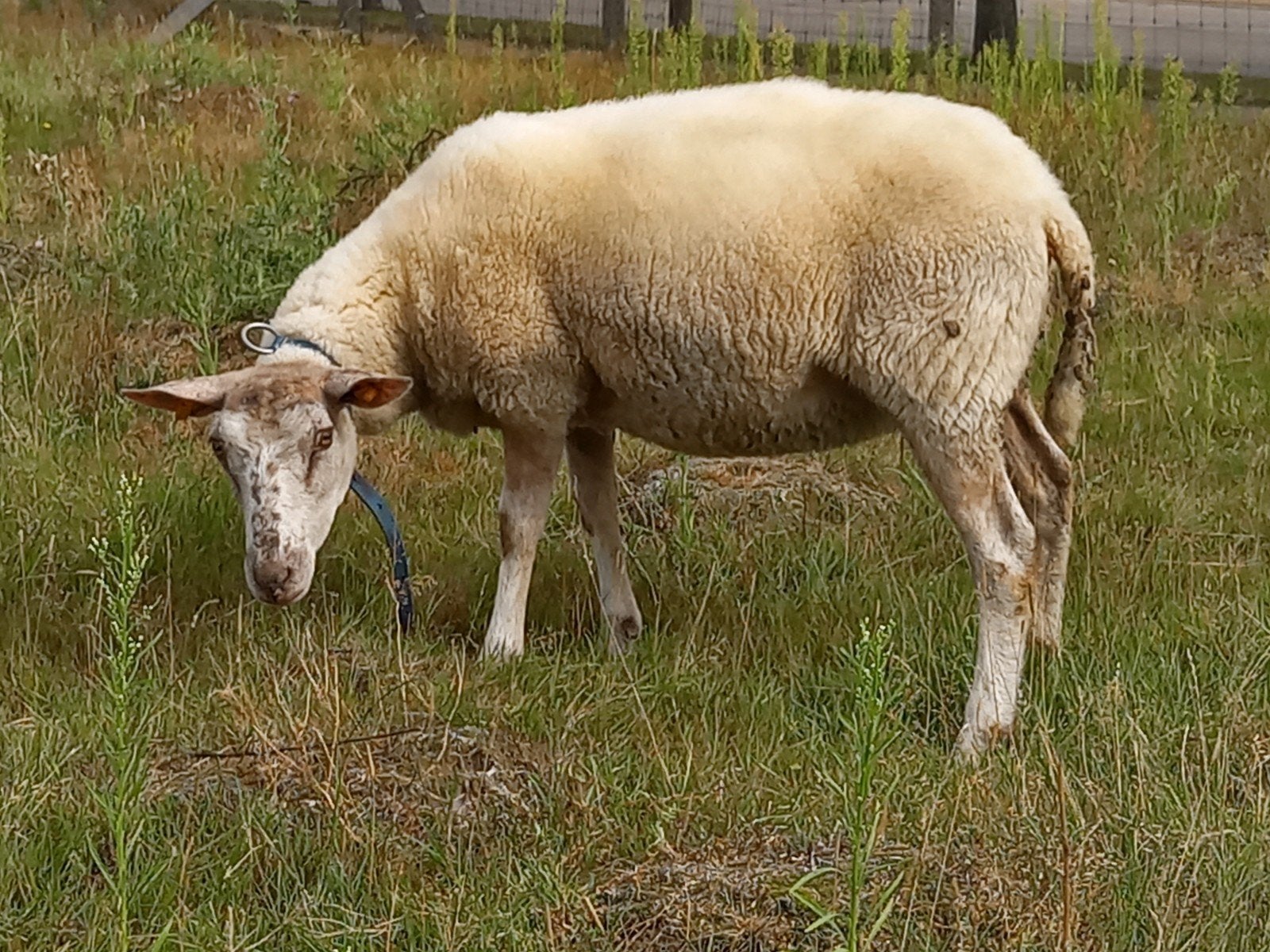 schaap  ooi, Vrouwelijk, Schaap, 0 tot 2 jaar