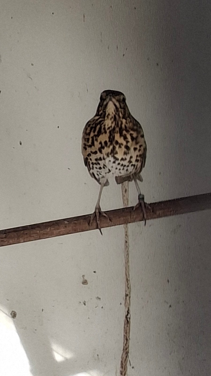 zanglijsterpop, Dieren en Toebehoren