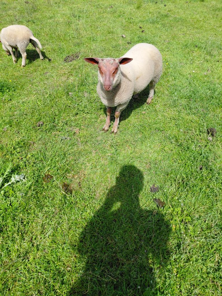 Rouge de louest ram