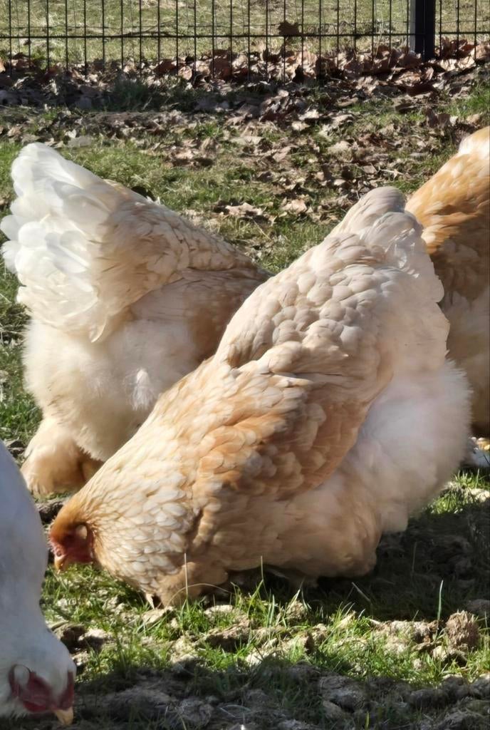 Broedeieren Brahma Lemon Pyle