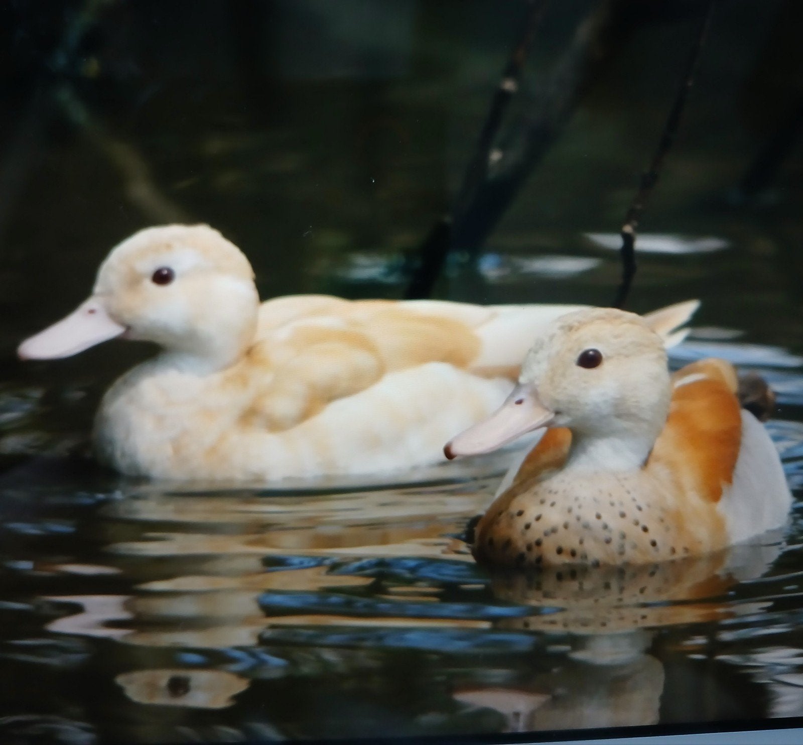 Blonde roodschouder/ siereenden, Dieren en Toebehoren, Pluimvee
