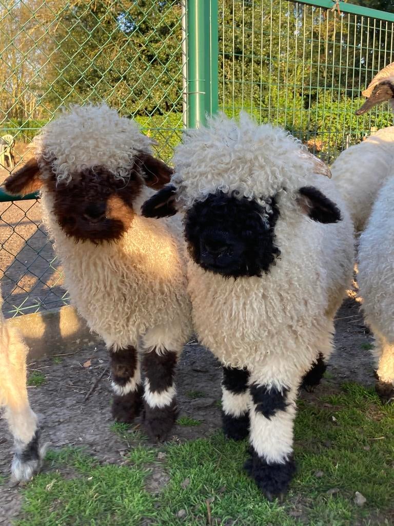 Storm van ‘t Graanhof, ramlam, Walliser Schwarznase, Mâle, Mouton, 0 à 2 ans
