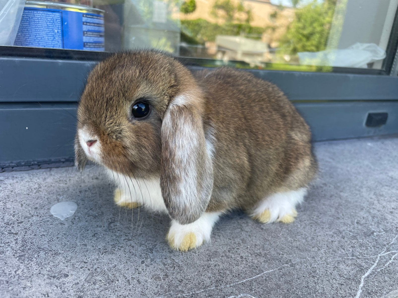 Minilop konijntje, Dieren en Toebehoren, Konijnen