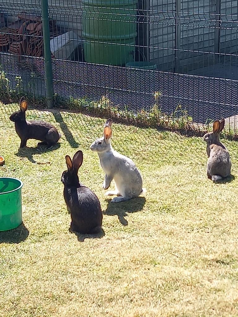 Kweekrijpe/slachtrijpe vleeskonijnen, Dieren en Toebehoren, Konijnen, Meerdere dieren, Groot, 0 tot 2 jaar