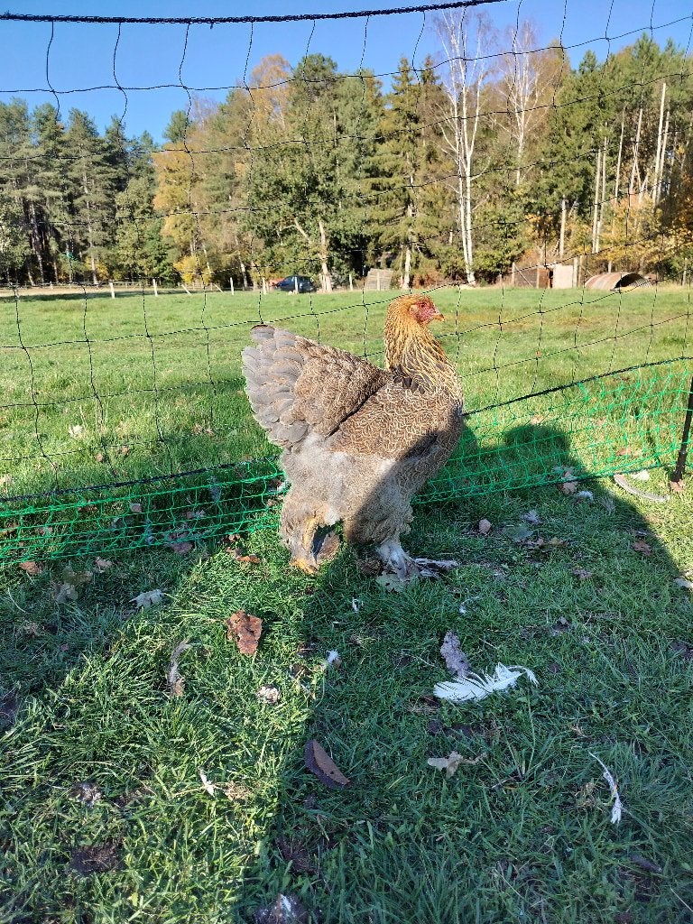Brahma Meerzomig blauw patrijs